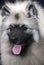 Keeshond