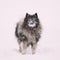 Keeshond Dog Play Outdoor In Snow. Winter Season. Dog Training Outdoors