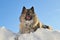 Keeshond dog romp in the snow