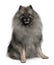 Keeshond dog sitting in front of white background