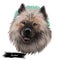 Keeshond, Dutch Barge Dog, German Spitz dog digital art illustration isolated on white background. Holland origin northern breed