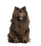 Keeshond sitting against white background