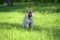 Keeshond wolfspitz puppy happy in summer