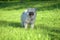 Keeshond wolfspitz puppy happy in summer