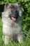 Keeshond wolfspitz puppy happy in summer