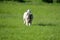 Keeshond wolfspitz puppy running