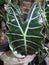 Keladi amazon & x28;Alocasia amazonica& x29; is a taro plant with large leaves & x28;the same as skull taro& x29;,