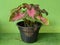 Keladi lipstick or bicolor caladium flowers  pink small plant on pot