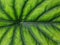 Keladi tengkorak hijau or alocasia green shield leaf, close up view
