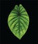 Keladi tengkorak hijau or alocasia green shield leaf, isolated on black background