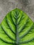 Keladi tengkorak hijau or alocasia green shield plant, close up view