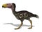 Kelenken - Prehistoric \'Terror Bird\'