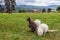 KELOWNA, CANADA - JULY 2, 2020: closeup of sitting red-necked wallaby Macropus rufogriseus animal farm on summer day