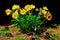 Kelowna sunflower or Arrowleaf Balsamroot Balsamorhiza  sagittata - the official wildflower of Kelowna BC Canada