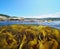 Kelp algae below sea surface over under water Spain Galicia