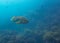 Kelp Bass Swimming over Sea Floor in Blue Ocean Ecosystem