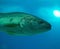 Kelp bass swimming in the sea. Paralabrax clathratus.