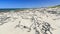 Kelp on the beach - Pearly beach - South Africa