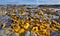 Kelp at Coastline near Kaikoura, New Zealand