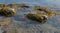 Kelp encrusted rocks along the shore outside Lunenburg, NS, Canada