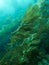 Kelp Forest Close Up Underwater with Waving Leaves