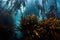 Kelp forest underwater in Cape Town