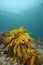 Kelp frond on rocky bottom