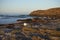 Kelp Geese in the Falkland Islands