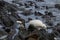 Kelp Geese on the Falkland Islands