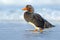 Kelp goose, Chloephaga hybrida, is a member of the duck, goose. It can be found in the Southern part of South America; in Patagoni