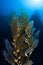 Kelp Growing