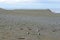 Kelp Gull, also known as the Dominican Gull, nesting at the penguin sanctuary on Magdalena Island in the Strai