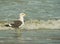 A Kelp Gull at the beach