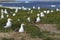 Kelp Gull colony - Falkland Islands