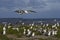 Kelp Gull colony - Falkland Islands