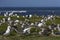 Kelp Gull colony - Falkland Islands