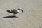 Kelp gull eating a mussel