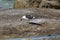 Kelp gull eating a mussel