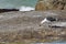 Kelp gull eating a mussel