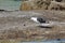 Kelp gull eating a mussel