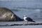 Kelp Gull on the Falkland Islands
