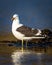 Kelp gull of Falkland Islands reflects in the calm water