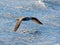 Kelp Gull In Flight