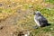 Kelp Gull Hatchling next to his egg