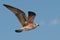 Kelp gull juvenile