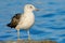 Kelp Gull juvenile