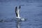 KELP GULL larus dominicanus, ADULT TAKING OFF FROM WATER, MEXICO