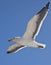 Kelp Gull (Larus dominicanus) - Namibia