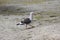 Kelp gull Larus dominicanus in patagonia