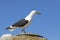 Kelp Gull Larus dominicanus vetula perched on a rock at Boulders beach Simonstown, Cape  Town, South Africa